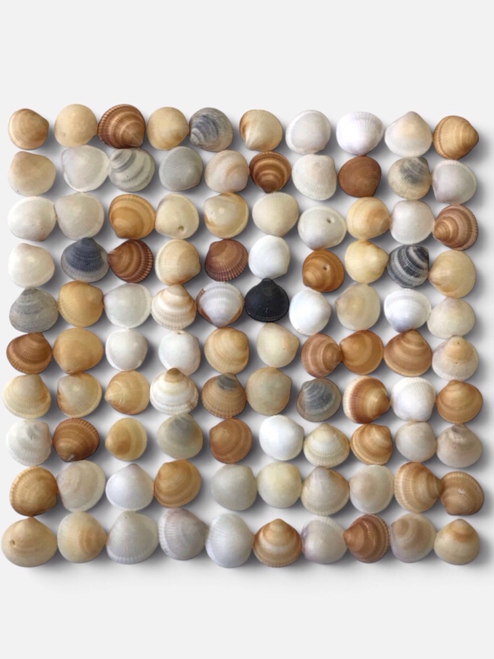 Seashells 100 Bittersweet Clam Shells 7/8” to 1-1/8” Natural Beach Decor Crafts